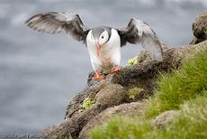 Papageitaucher (20 von 20).jpg